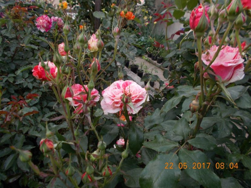 philatellie - TRANDAFIRI 2017