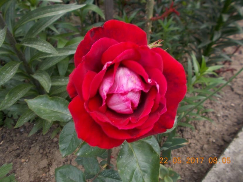 grena-siclam urias - TRANDAFIRI 2017