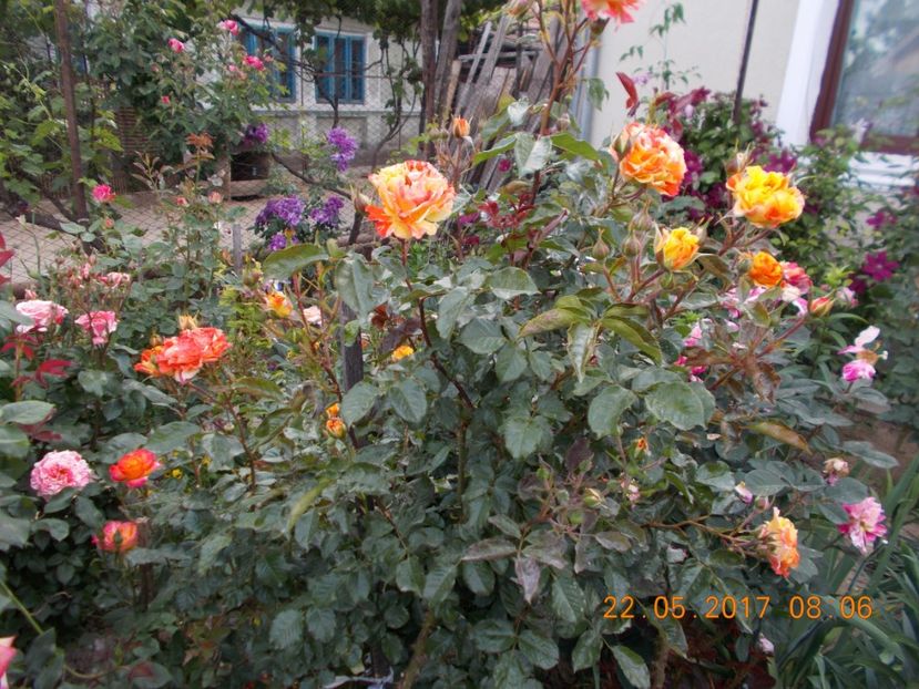 alfred sisley - TRANDAFIRI 2017