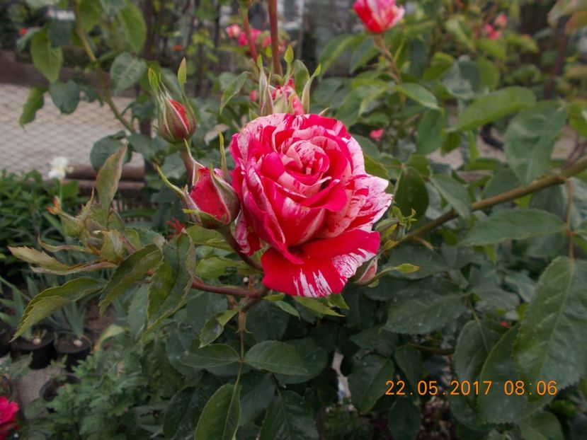  - TRANDAFIRI 2017