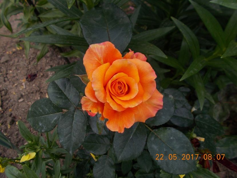 mandarin - TRANDAFIRI 2017