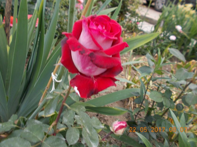  - TRANDAFIRI 2017