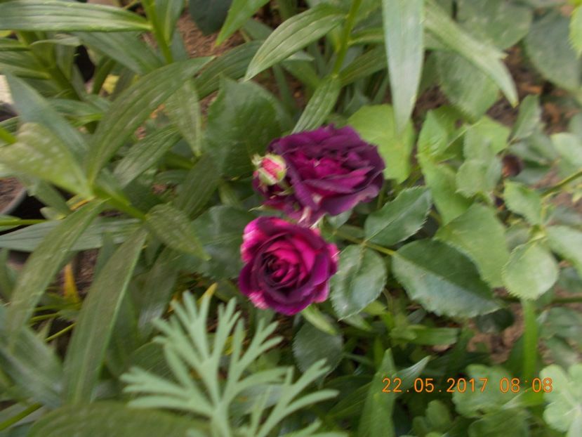 midnight blue - TRANDAFIRI 2017