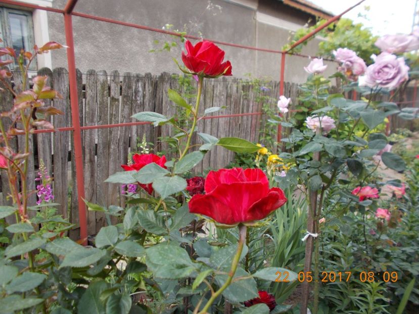 red inuition - TRANDAFIRI 2017