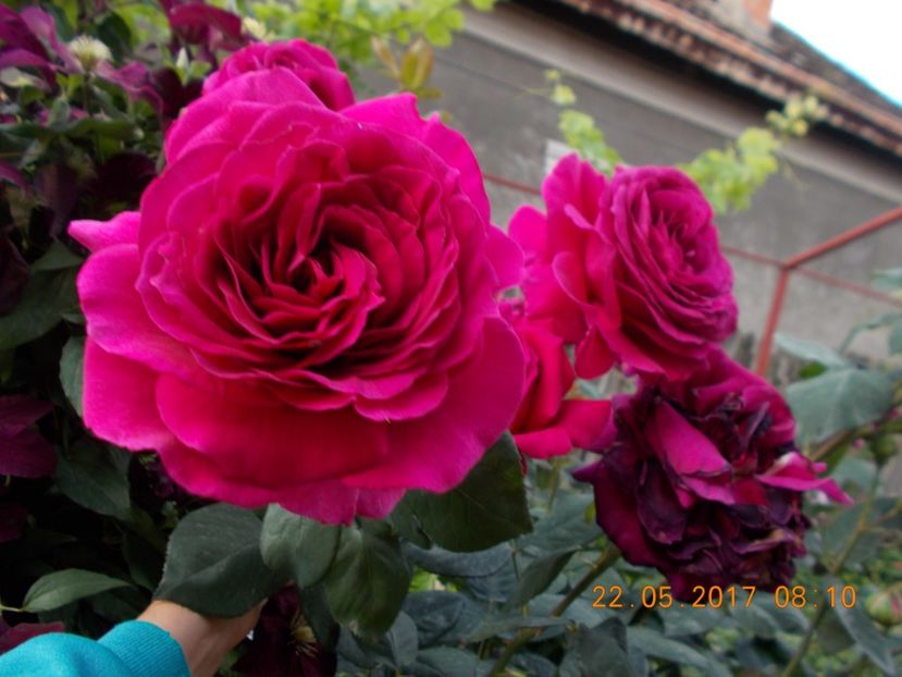 mov-siclam - TRANDAFIRI 2017