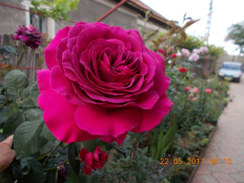 big purple - TRANDAFIRI 2017