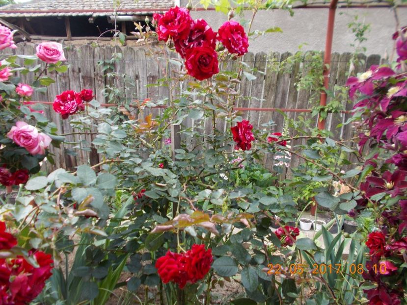 deep impression - TRANDAFIRI 2017