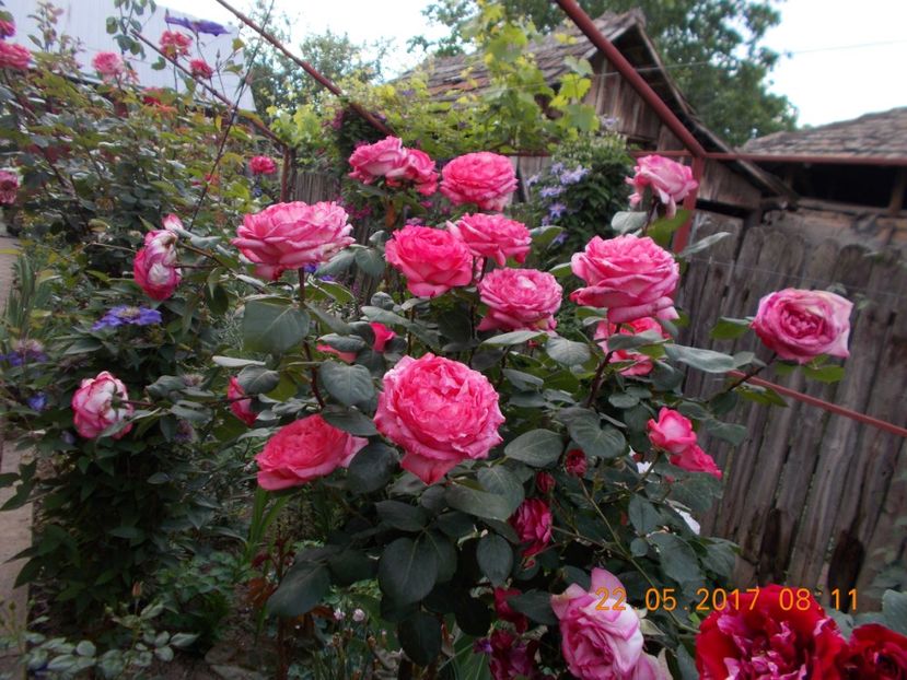 roz creponat - TRANDAFIRI 2017