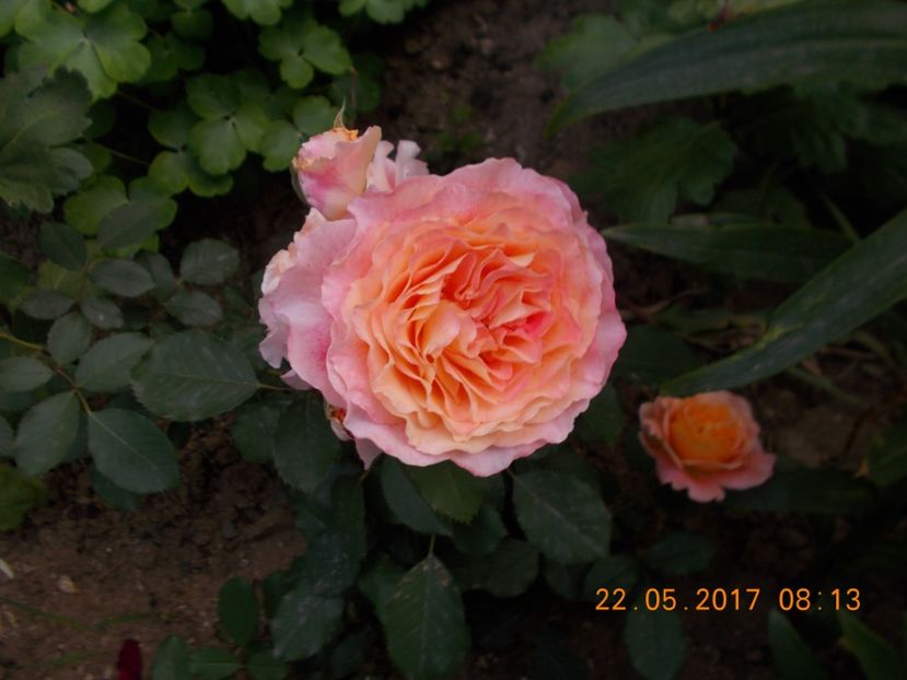 jeff l artist - TRANDAFIRI 2017