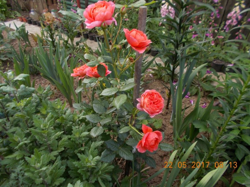 summer song - TRANDAFIRI 2017