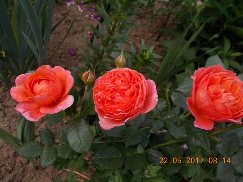  - TRANDAFIRI 2017