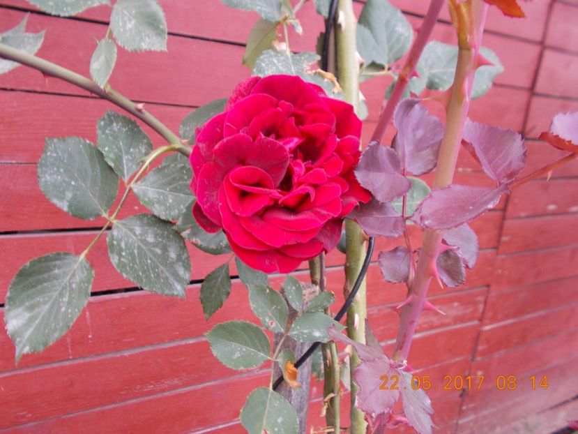 don juan - TRANDAFIRI 2017