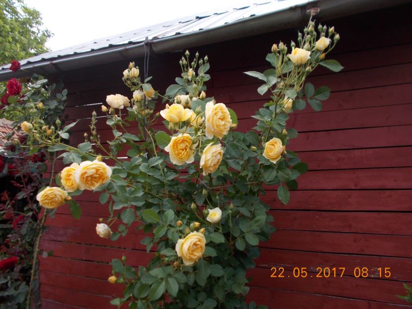 graham thomas - TRANDAFIRI 2017