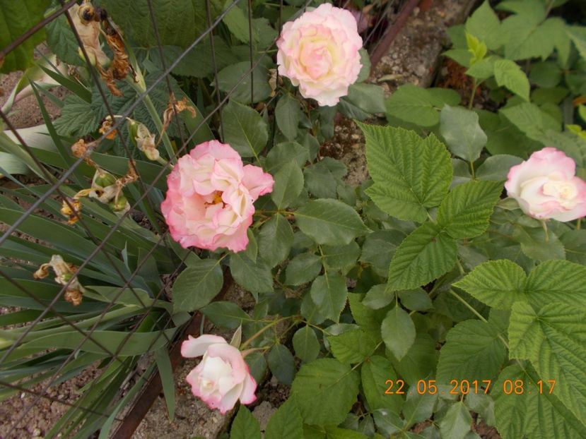 carmagnole - TRANDAFIRI 2017