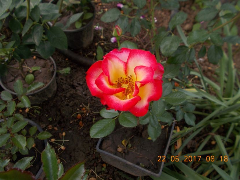  - TRANDAFIRI 2017