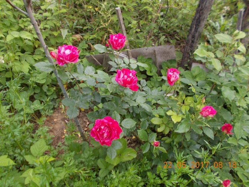 guy savoi - TRANDAFIRI 2017