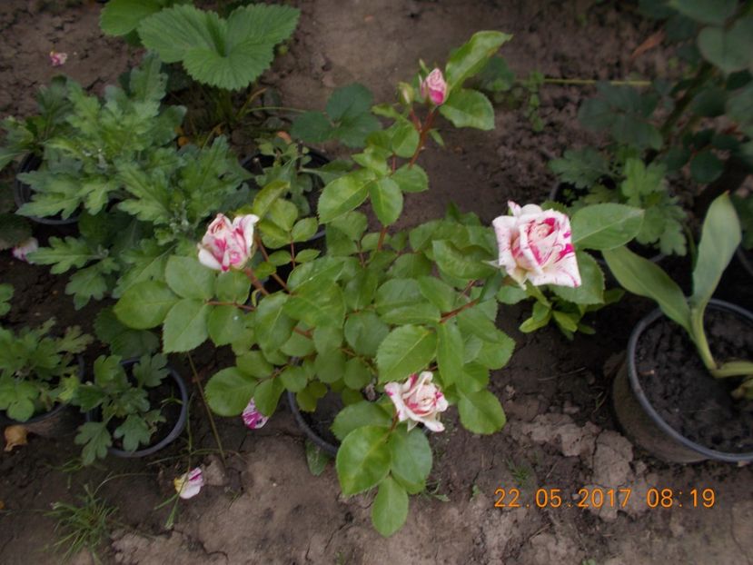  - TRANDAFIRI 2017