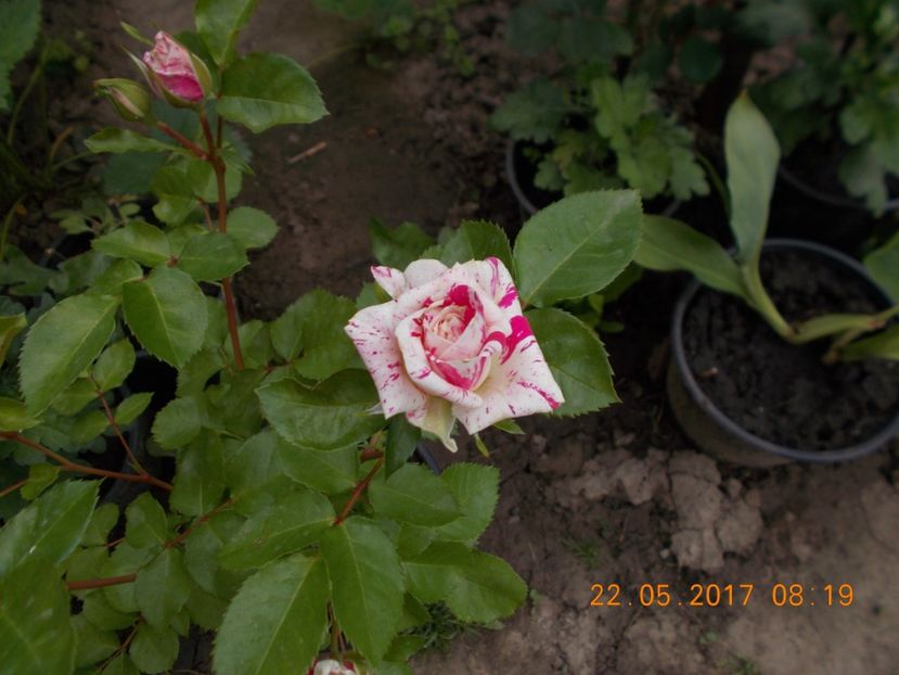  - TRANDAFIRI 2017