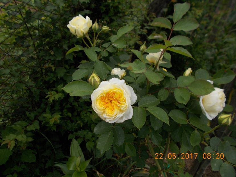 the  pilgrim - TRANDAFIRI 2017