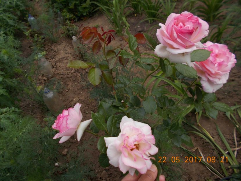 eden rose - TRANDAFIRI 2017