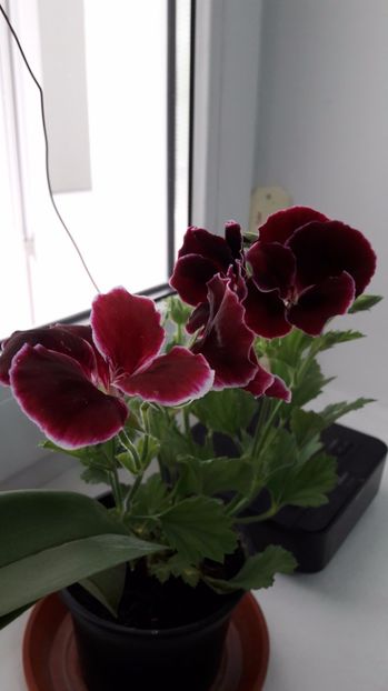 Muscata 09 - muscate 2017