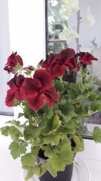 Muscata 11 - muscate 2017