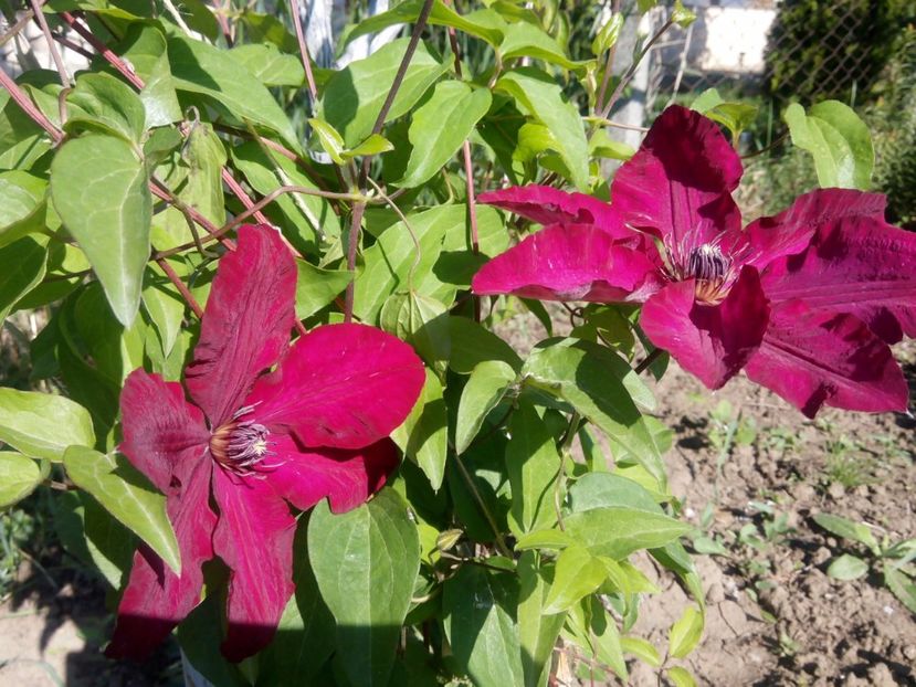 23 mai -niobe - clematis 2017