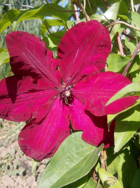23 mai-niobe - clematis 2017