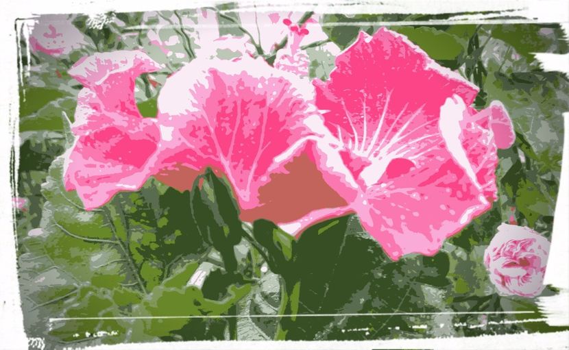 Tahitian Flaming Dragon-poster - H - Hibiscusi