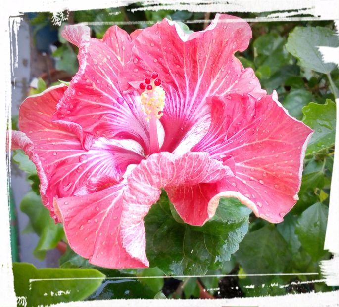 Tahitian Flaming Dragon - H - Hibiscusi