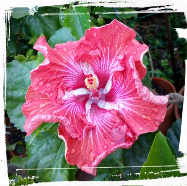 Tahitian Flaming Dragon - H - Hibiscusi