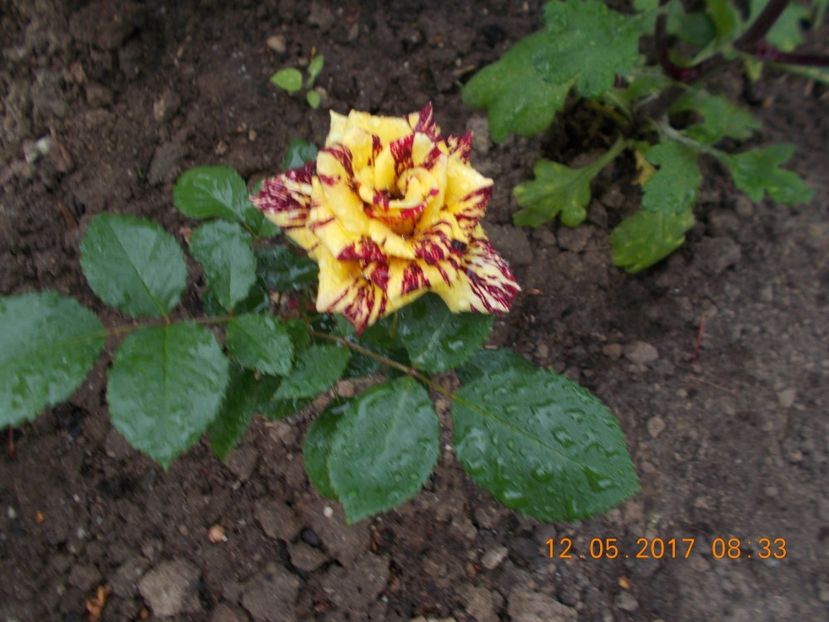 simsalabim - TRANDAFIRI 2017