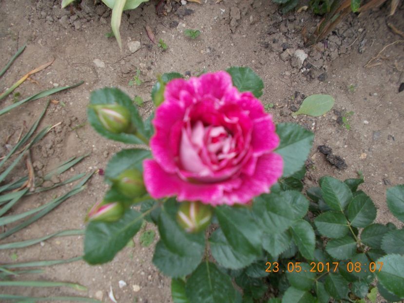  - TRANDAFIRI 2017