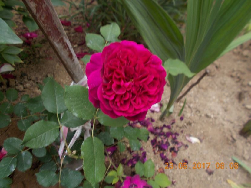 munstead wood - TRANDAFIRI 2017