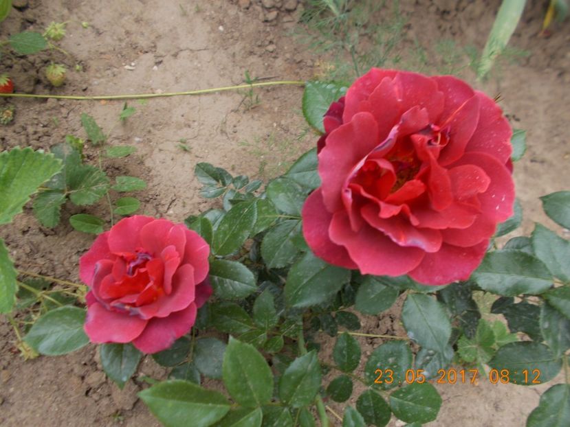 hot chocolate - TRANDAFIRI 2017