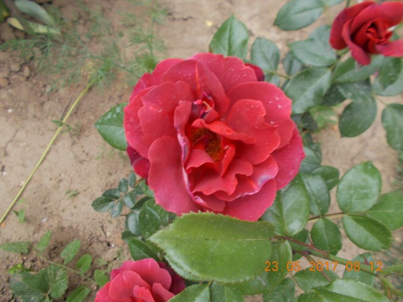  - TRANDAFIRI 2017