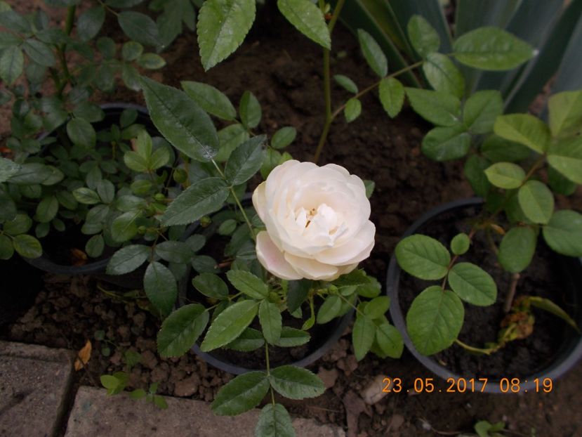 morsdac alb - TRANDAFIRI 2017