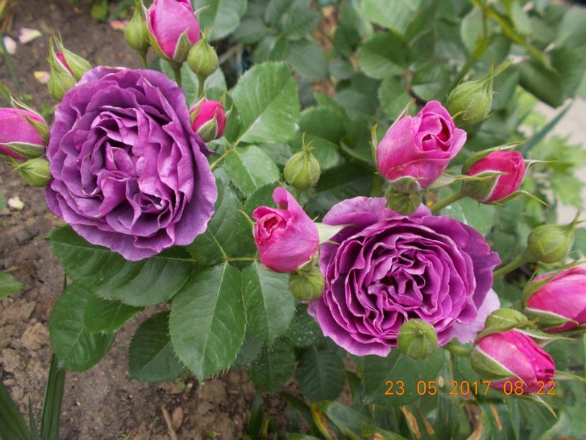  - TRANDAFIRI 2017