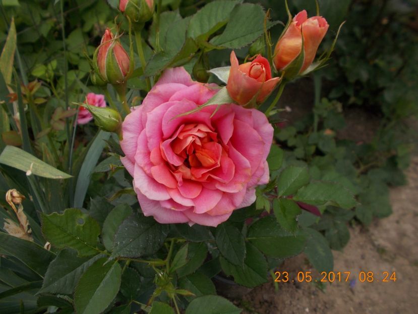  - TRANDAFIRI 2017