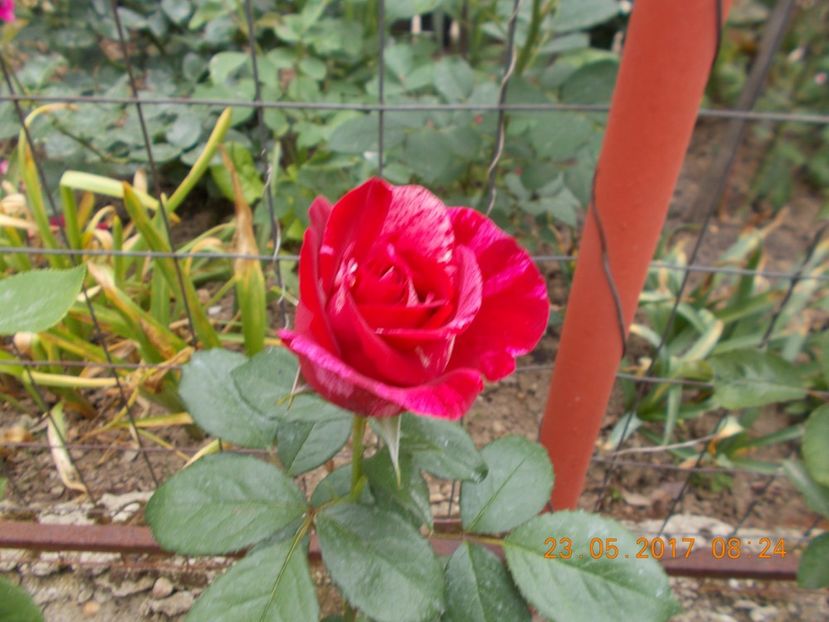 ferdinard  pichard - TRANDAFIRI 2017