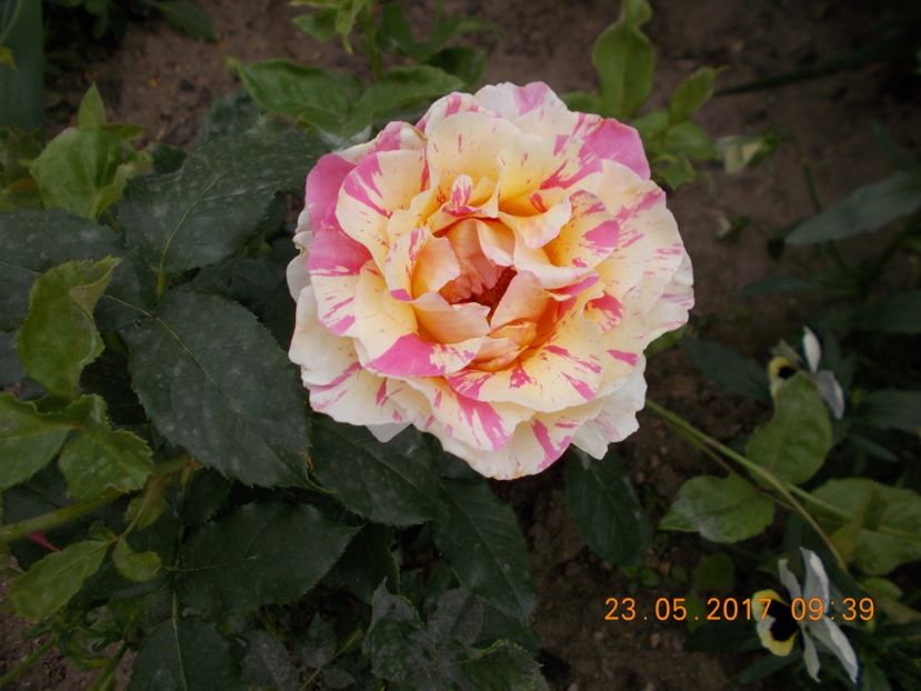 claude monet - TRANDAFIRI 2017