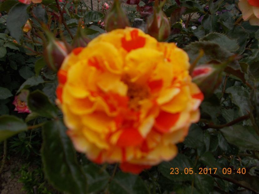 orange and lemone - TRANDAFIRI 2017