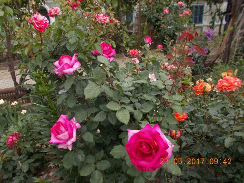 parole - TRANDAFIRI 2017