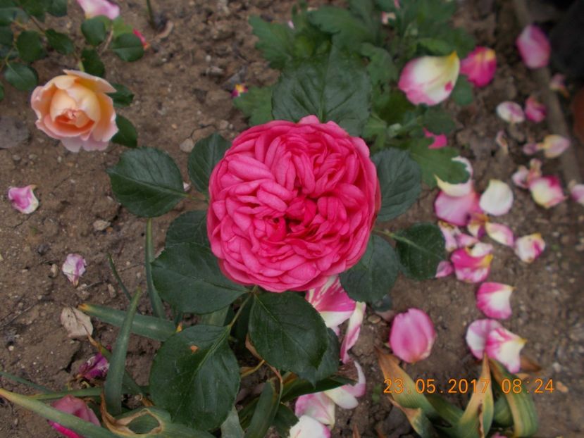  - TRANDAFIRI 2017