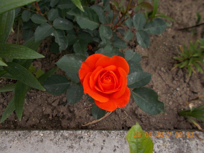 super trooper - TRANDAFIRI 2017