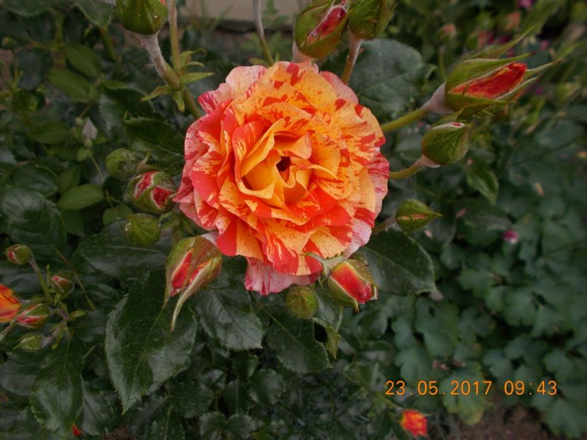 alfred sisley - TRANDAFIRI 2017