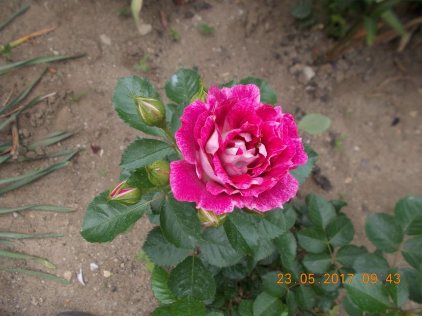 let s celebrate - TRANDAFIRI 2017