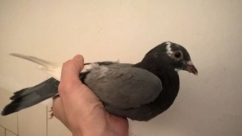 Pui 2017 M,porumbel comun - Porumbei salvati