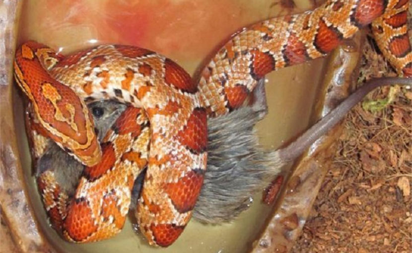 baby, mă sufoci cu atâta dragoste din partea ta!... - NATURA ȘI SURPRIZELE EI
