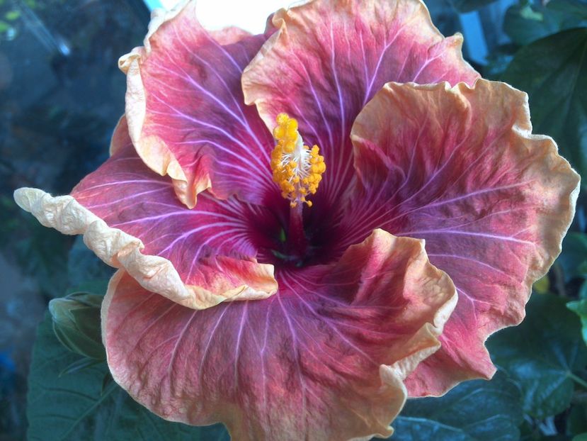 WIN_20170523_090639 - Jolanda Gommer